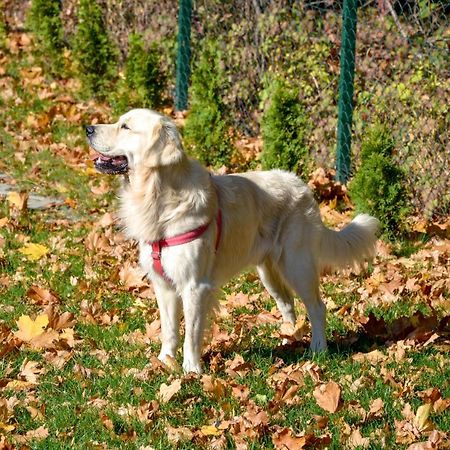 Golden Lofer Daire Stary Gielad Dış mekan fotoğraf